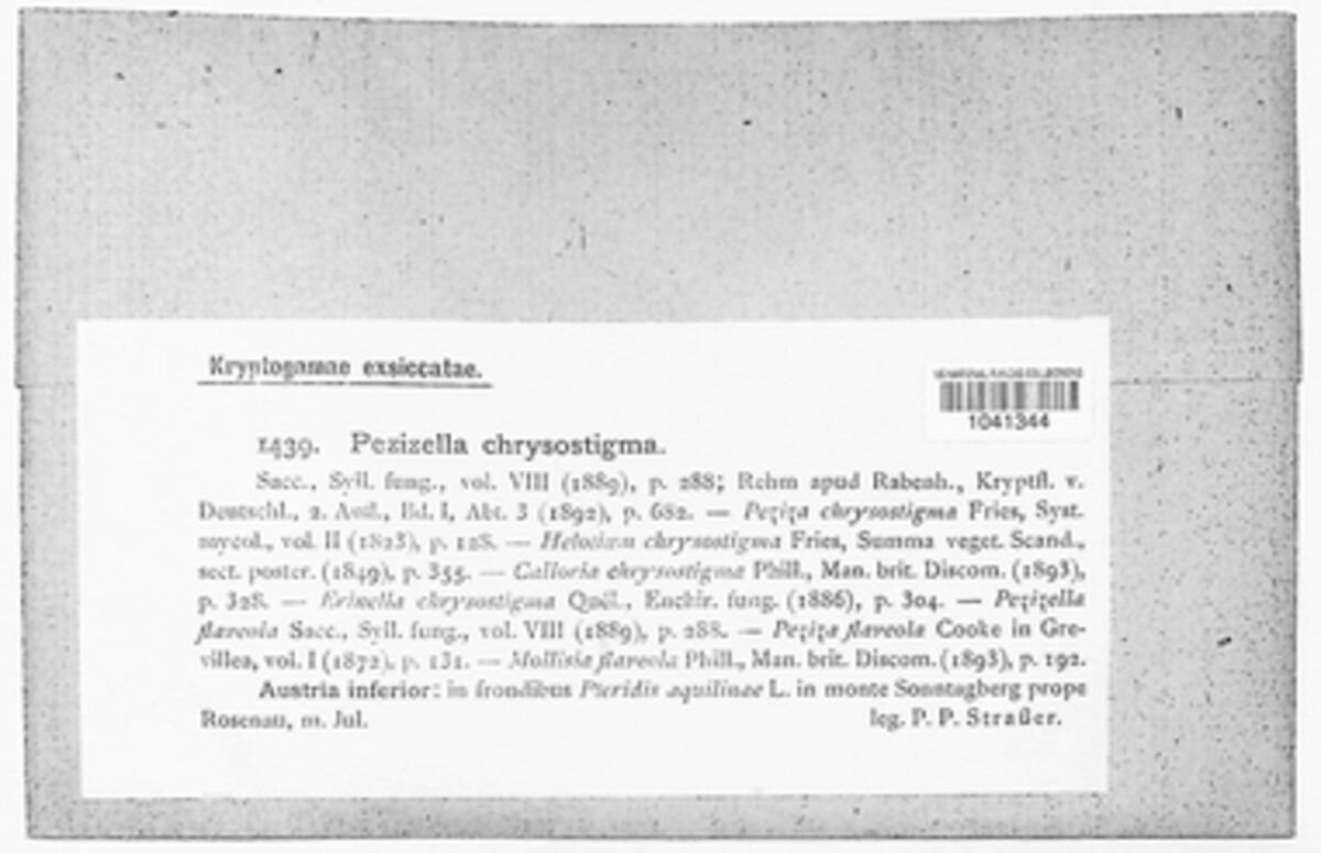 Psilachnum chrysostigmum image